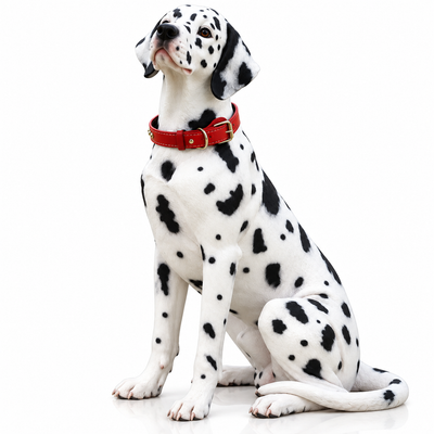Life Size Dog Animal Resin Sculpture in Fiberglass
