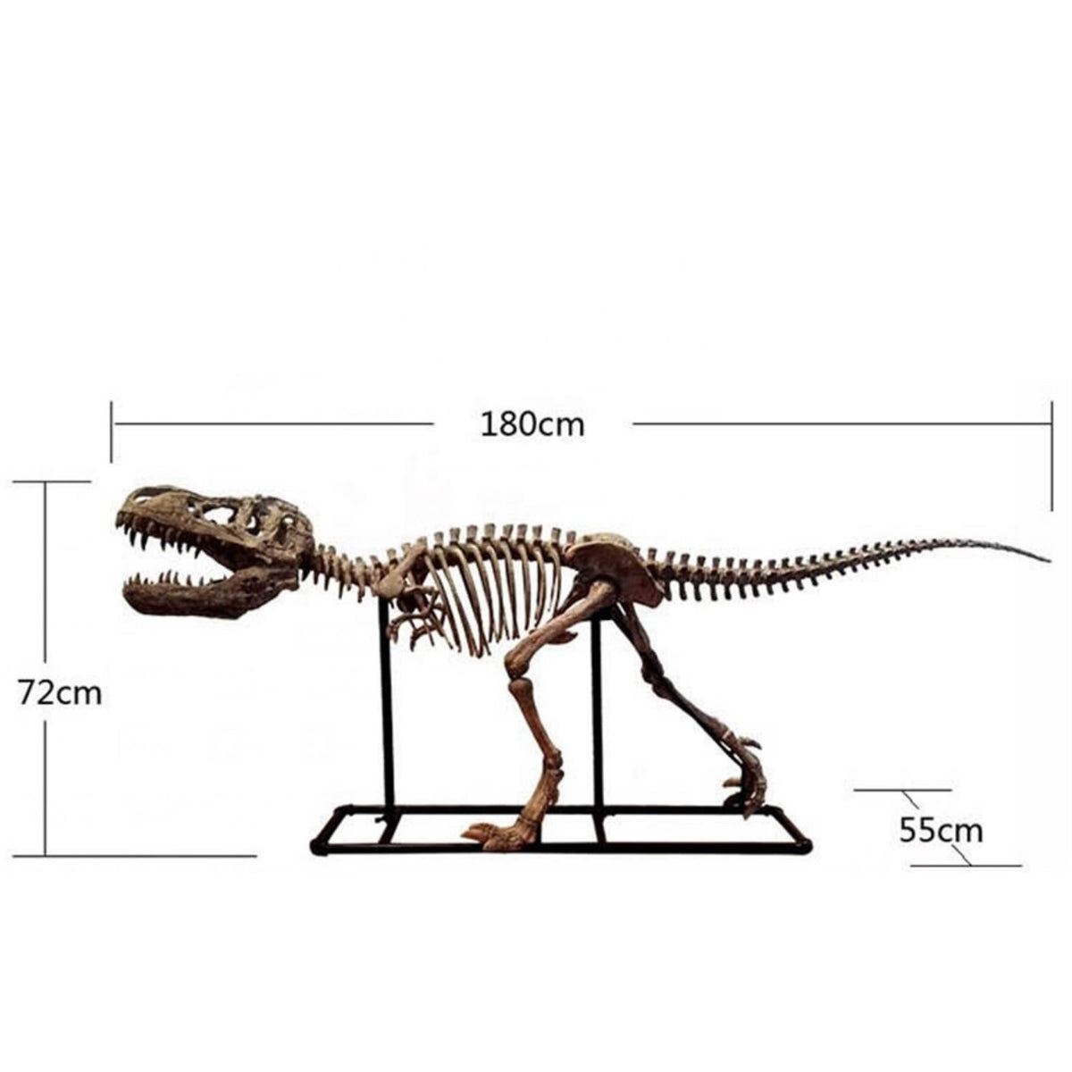 Fiberglass Sculpture Dinosaur Fossil Skeleton T Rex Skull