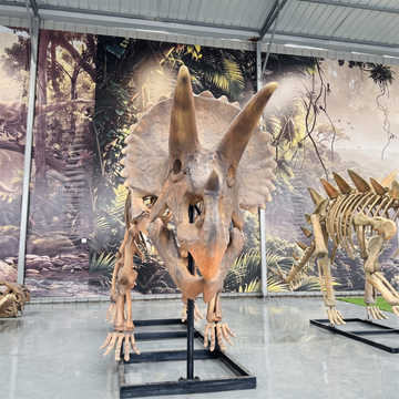 Handmade Crafts Simulation Real Dinosaur Fossils Dinosaur Skeleton Display