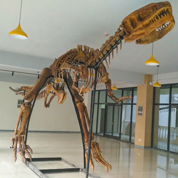 Real Dinosaur Skeleton Tyrannosaurus Skeleton Fossil Display